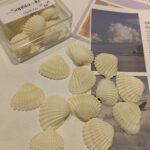 Beige shells